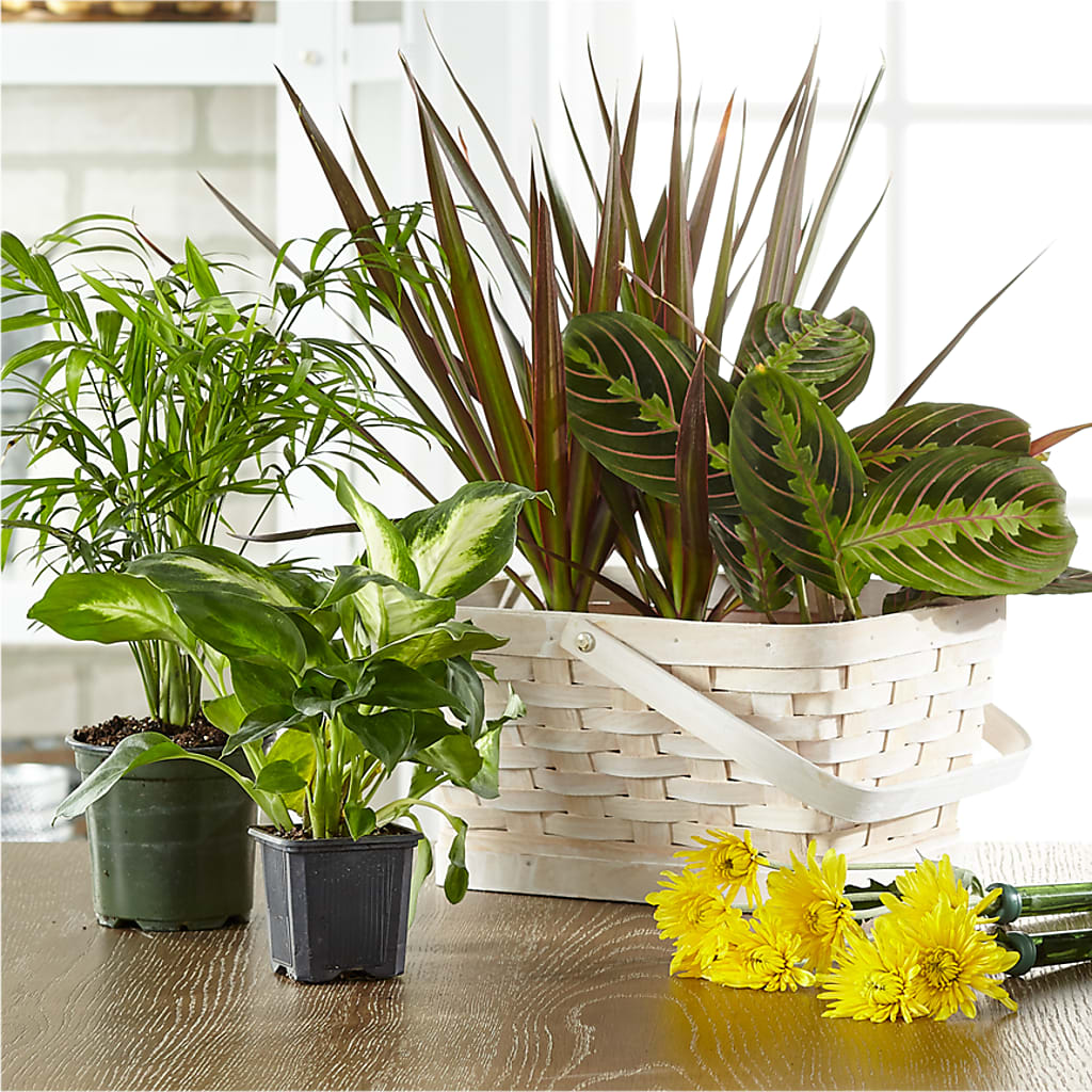 Florist Designed Blooming and Green Plants in a Basket – Flowers By Aylen Llc, Fort Pierce FL
