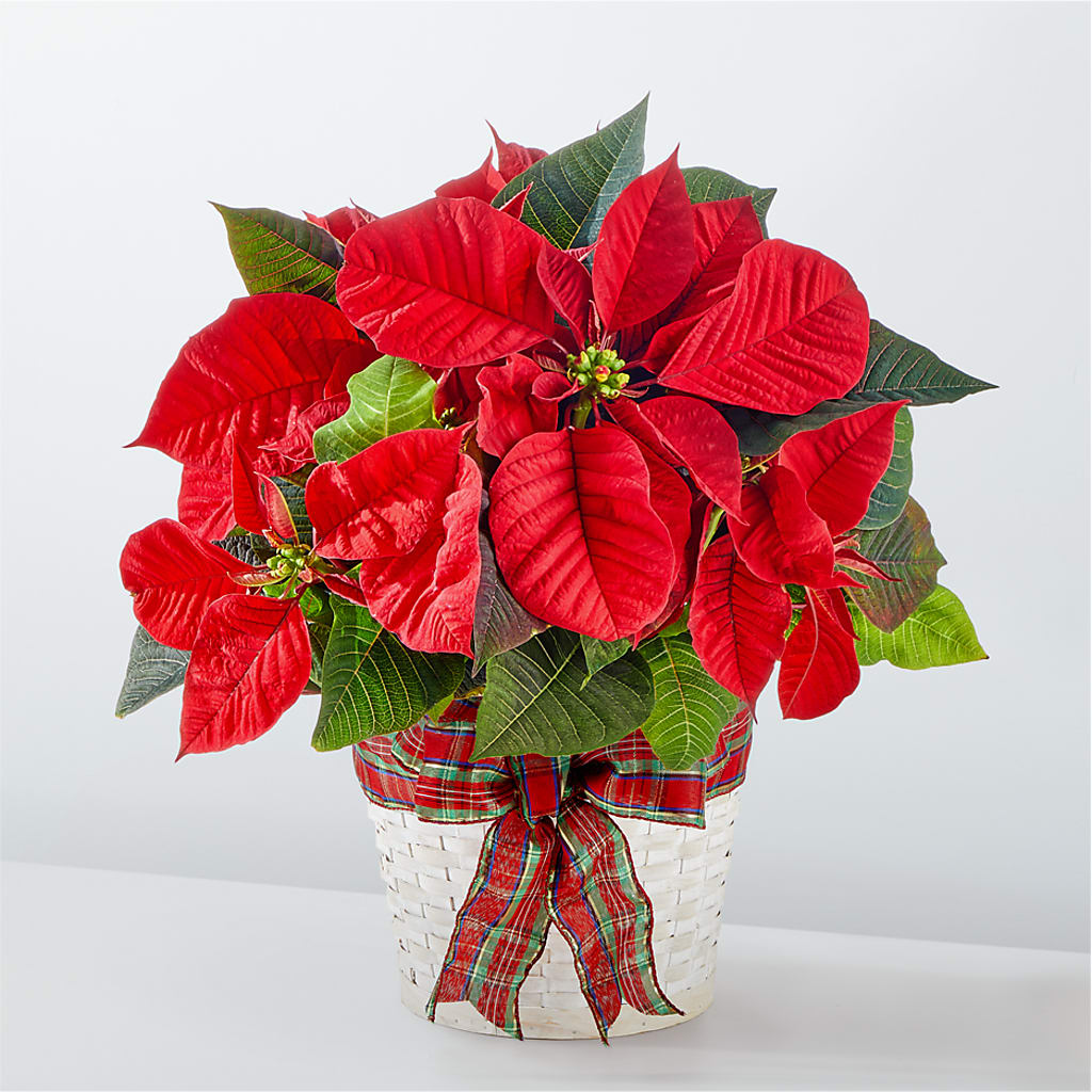 Happiest Holidays Poinsettia – Flowers By Aylen Llc, Fort Pierce FL