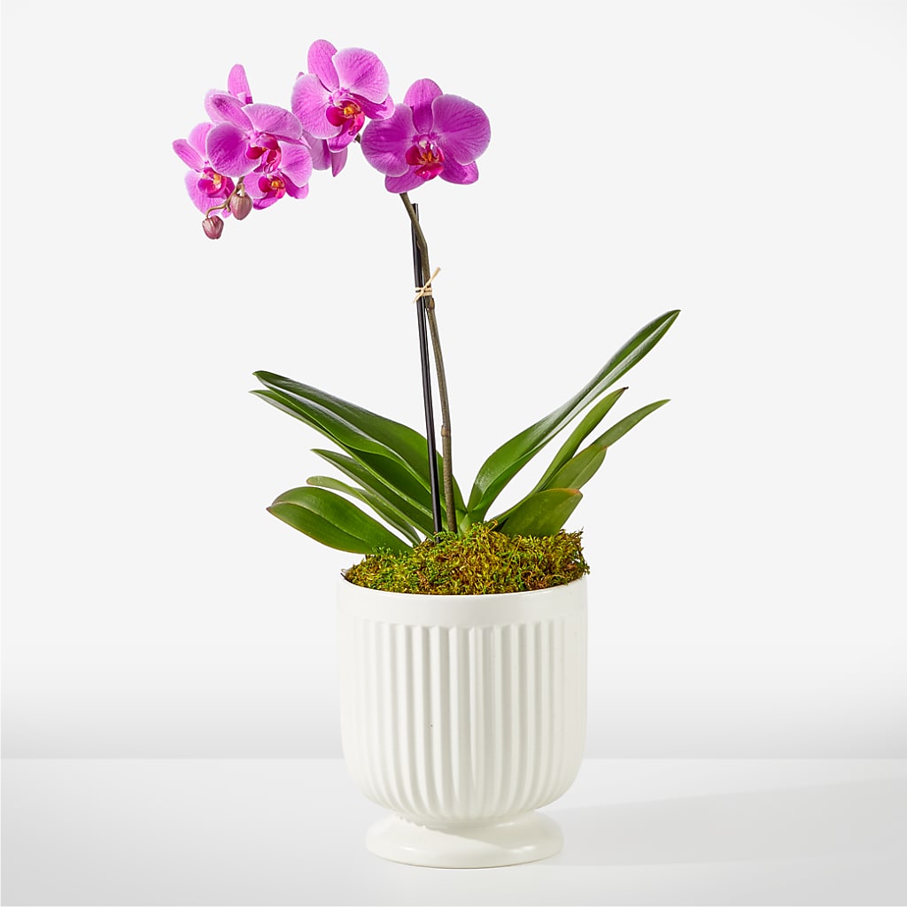 Friendly Fuchsia Orchid – Flowers By Aylen Llc, Fort Pierce FL