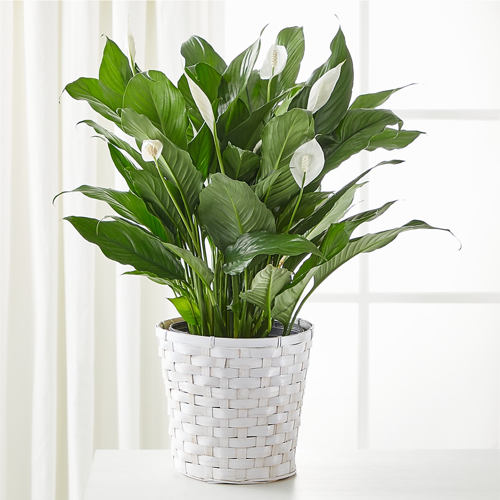 A New Leaf Peace Lily – Flowers By Aylen Llc, Fort Pierce FL