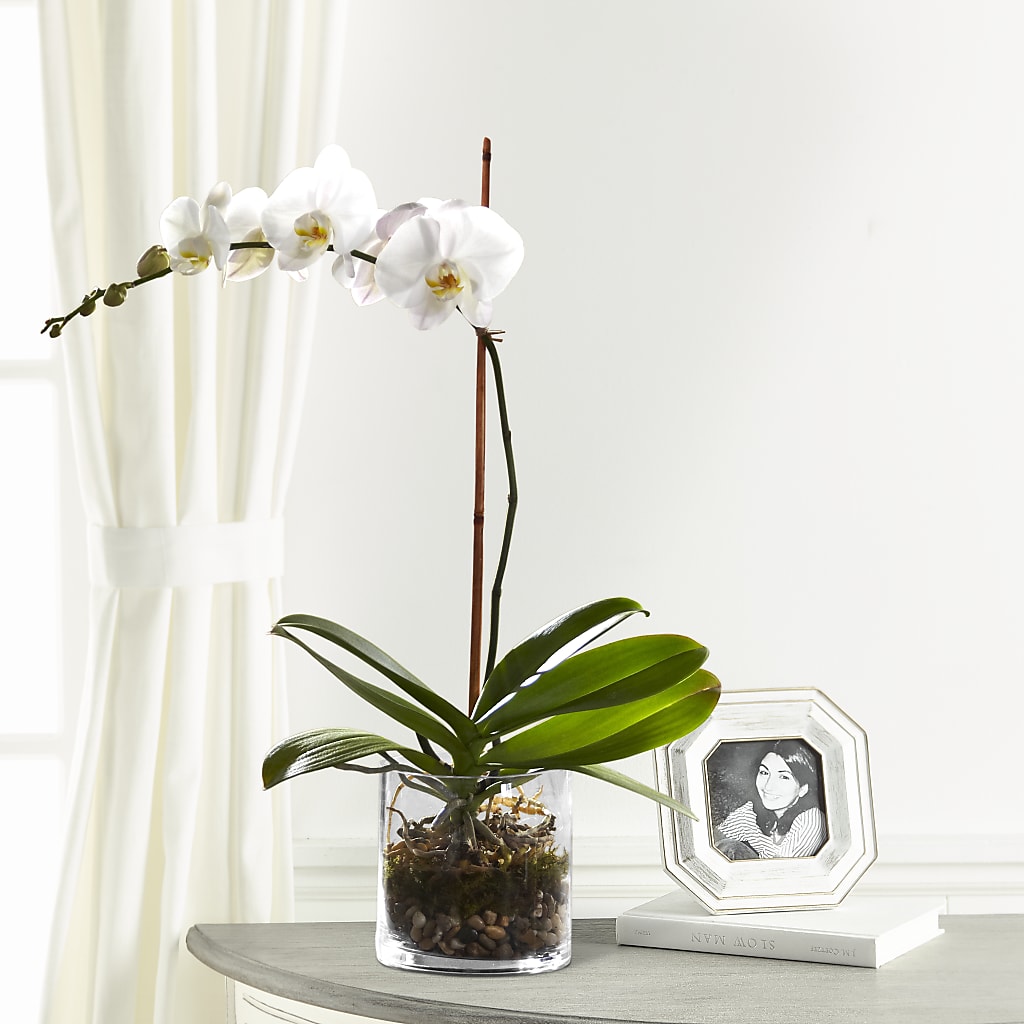 White Orchid Planter – Flowers By Aylen Llc, Fort Pierce FL