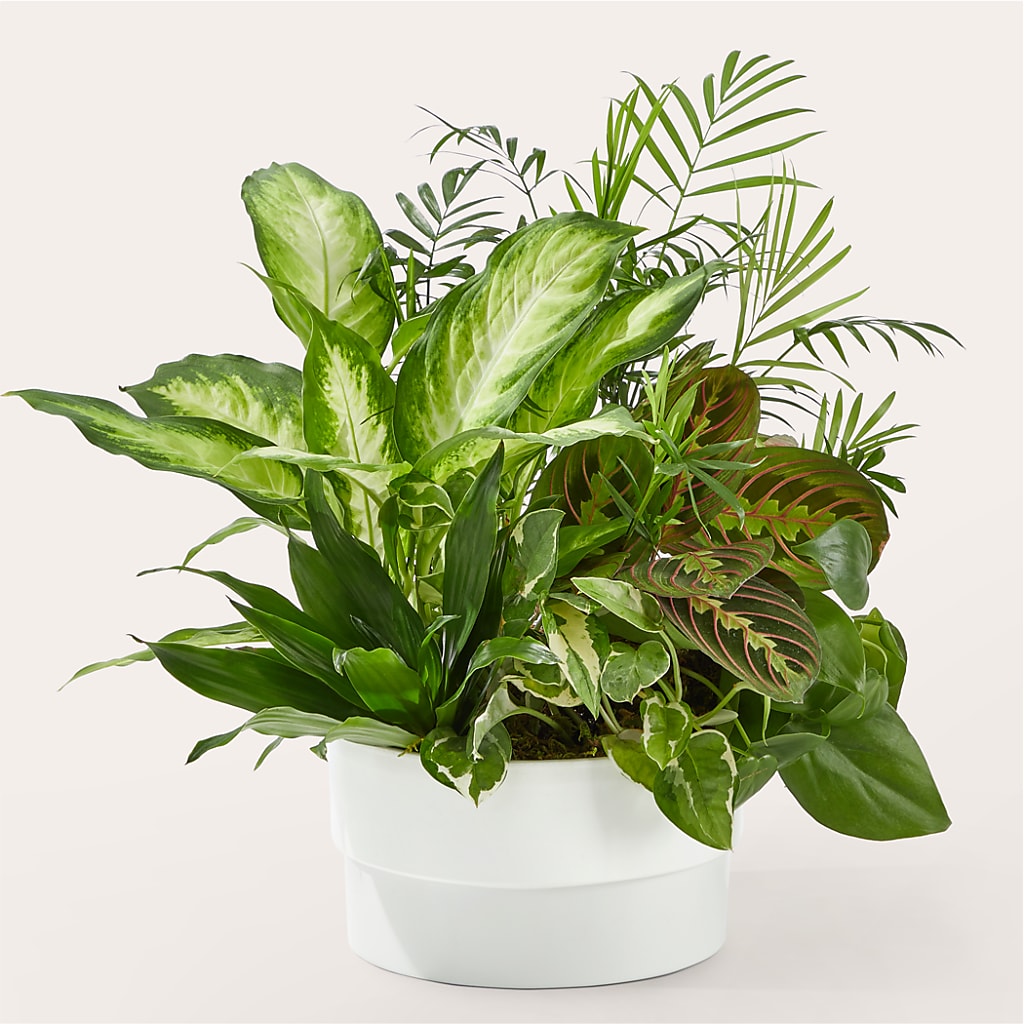 Radiating Positivity Dishgarden – Flowers By Aylen Llc, Fort Pierce FL