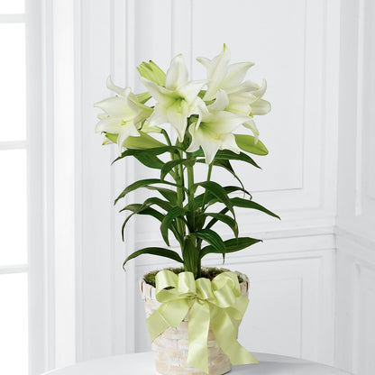 Easter Lily Plant –  Flowers By Aylen Llc, Fort Pierce FL