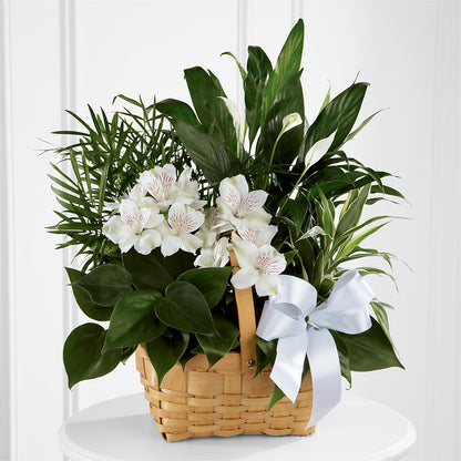 Peace & Serenity Dishgarden –  Flowers By Aylen Llc, Fort Pierce FL