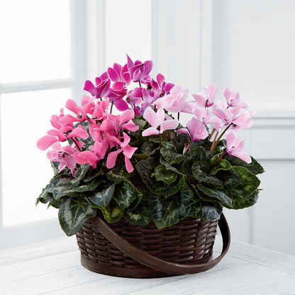 Mixed Cyclamen Planter –  Flowers By Aylen Llc, Fort Pierce FL