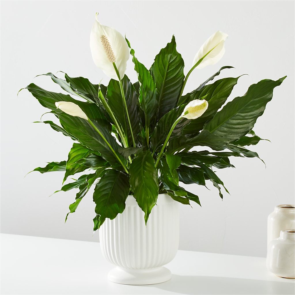 Comfort Planter –  Flowers By Aylen Llc, Fort Pierce FL