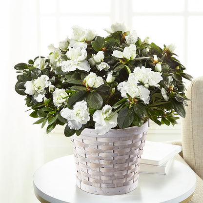 White Azalea Plant –  Flowers By Aylen Llc, Fort Pierce FL