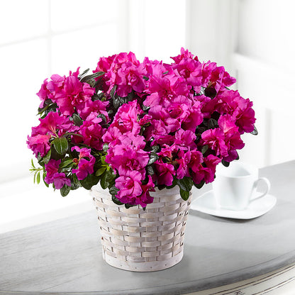 Hope & Serenity Azalea Plant –  Flowers By Aylen Llc, Fort Pierce FL