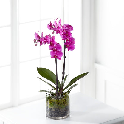 Pink Orchid Plant –  Flowers By Aylen Llc, Fort Pierce FL