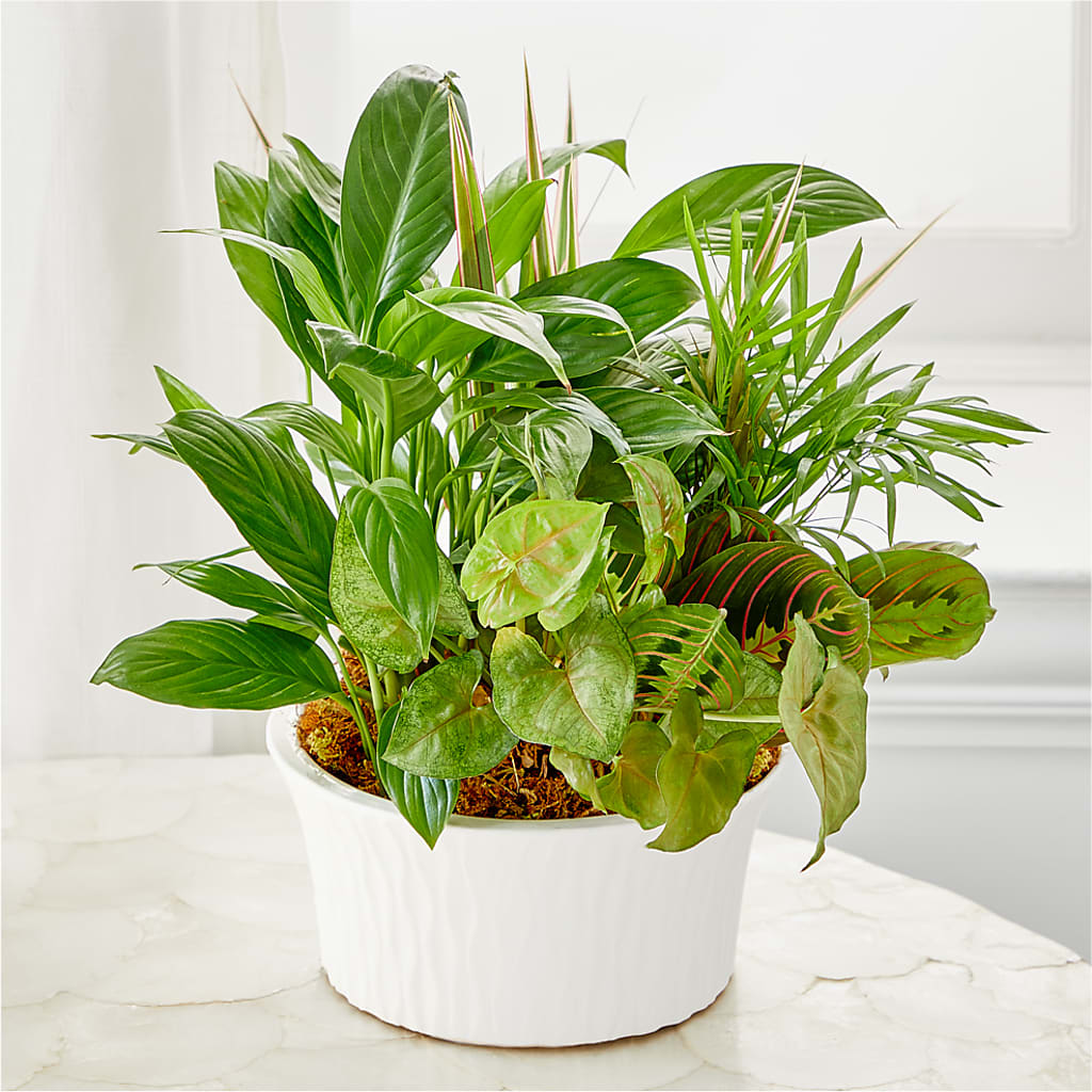 Balance & Harmony Dishgarden –  Flowers By Aylen Llc, Fort Pierce FL
