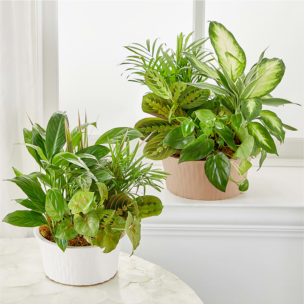 Balance & Harmony Dishgarden –  Flowers By Aylen Llc, Fort Pierce FL