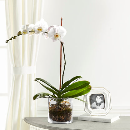 White Orchid Planter –  Flowers By Aylen Llc, Fort Pierce FL
